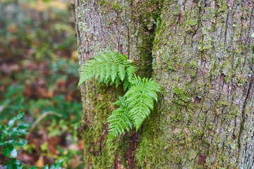 Green fern growing out of deciduous tree in Pennsylvania forest.