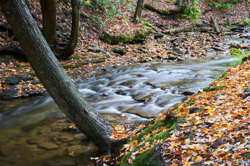 A creek running by a crooked tree in autumn. Colorful fall leaves are on the ground.