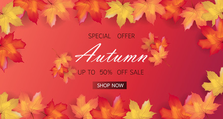  Autumn sale background layout decorate with maple leaves of autumn for shopping sale or promo poster and frame leaflet or web banner. Thanksgiving Background Vector illustration template.