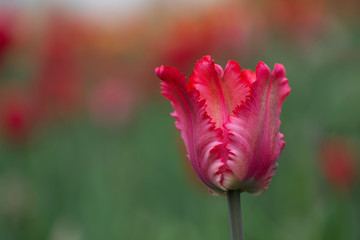 red parrot tulip