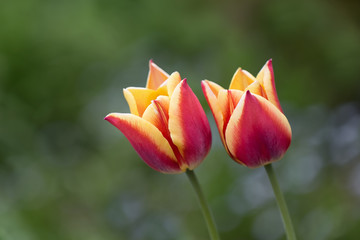 two yellow and red tulips 