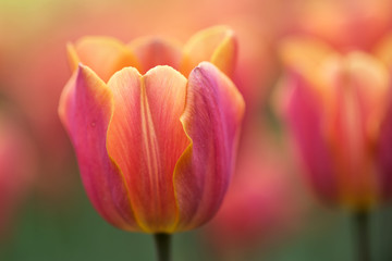 orange and red tulip