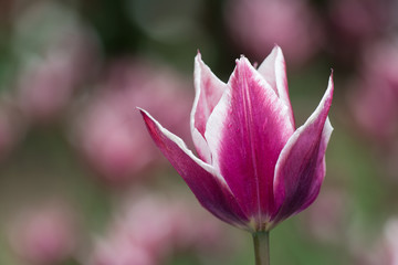 Fototapeta na wymiar white and purple tulip