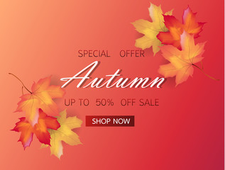  Autumn sale background layout decorate with maple leaves of autumn for shopping sale or promo poster and frame leaflet or web banner. Thanksgiving Background Vector illustration template.