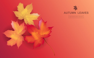 Autumn  background layout decorate with maple leaves of autumn for  poster and frame leaflet or web banner. Thanksgiving Background Vector illustration template.