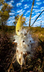 A Milkweed pod bursting at the seams, releasing white fluffy seeds.