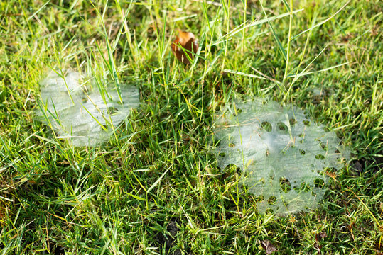 Grass Spiders Web on grass and dew in the morning , handiwork of spiders.