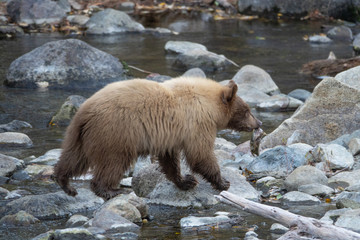 Cinnamon Colored Bear Cub