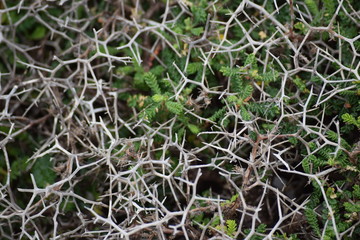 Skeletal bush