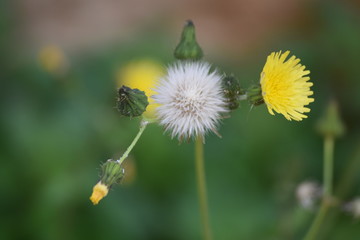 Dandelion 