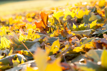 The fallen maple leaves