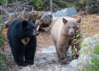 Black and Cinnamon Colored Bear Cubs