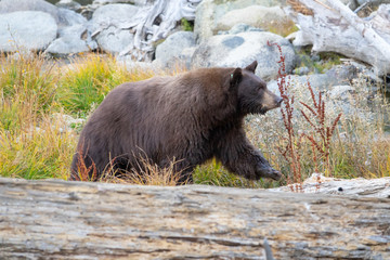 Mother Brown Bear Walking