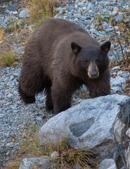 Obraz premium Lone Brown Bear Walking Along Taylor Creek
