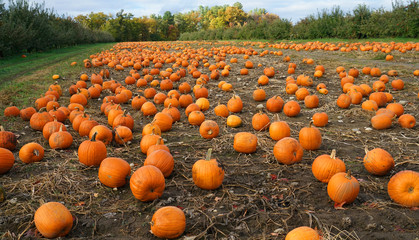 pumpkins in the field in autumn harvest season