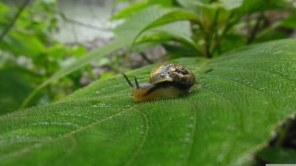 The Small Snail