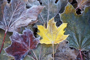 frost colorful leaves in the cold morning as nature background