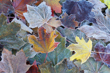 Fototapeta na wymiar frost colorful leaves in the cold morning as nature background