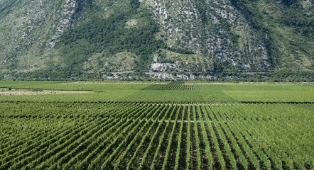 Wineyard And Mountain