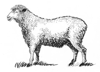 standing sheep animal. Ink black and white illustration