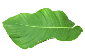 Tropical leaf green on white background.
