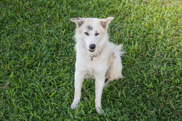 White thai dog sit on green grass