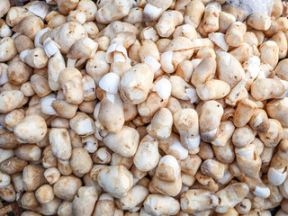 Raw straw mushrooms in the market