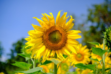 The bright yellow sunflower is blending with warm sunshine.