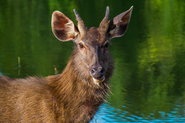 Deer staring with wonder at the lakeside.