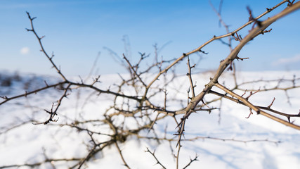 Fototapeta na wymiar Branches of the tree with a white snow on a background in winter.