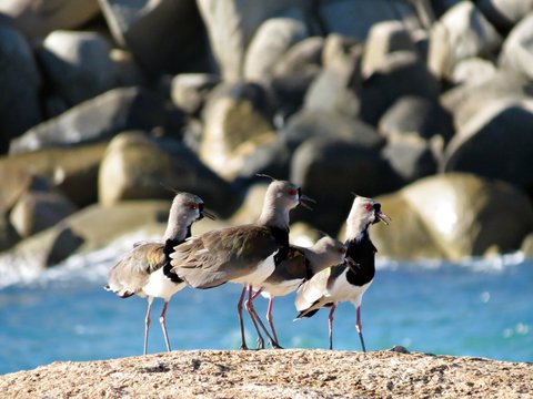 Fam&iacute;lia de quero queros descansando na praia 