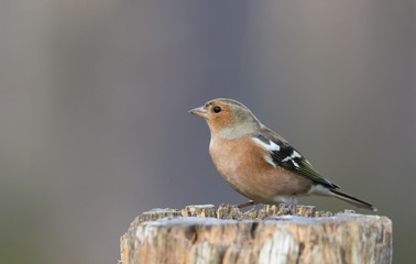 A beautiful Chaffinch (Fringilla coelebs) perching on a wooden tree stump in the Abernathy forest in the highlands of Scotland. 