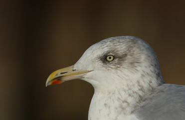 A head shot of a pretty Herring Gull (Larus argentatus) resting in a harbour in Scotland.