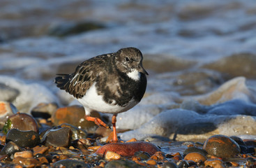 A pretty Turnstone (Arenaria interpres) searching around the shoreline for food on an incoming...