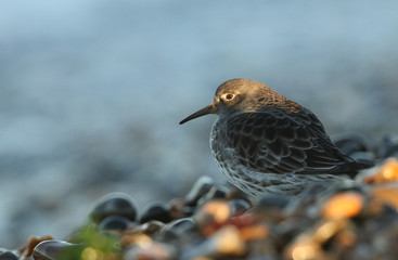  A rare Purple Sandpiper (Calidris maritima) searching for food on the shoreline in the last of the...