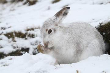 A magnificent Mountain Hare (Lepus timidus) in its white winter coat in a snow blizzard cleaning itself high in the Scottish mountains.	
