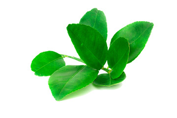 Green Lime leaves isolate on white background

