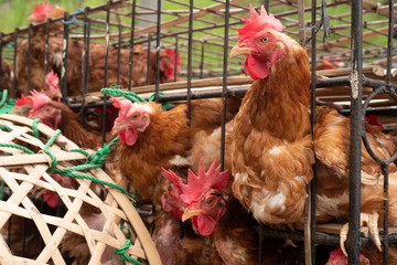 Transportation of live chickens