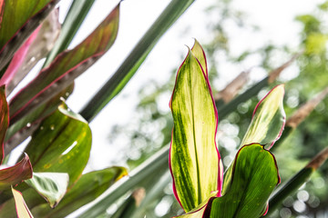 Macro detail of green leaf texture. Close up beautiful leaves pattern.