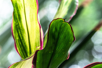 Macro detail of green leaf texture. Close up beautiful leaves pattern.