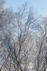 Fototapeta na wymiar Snow in winter