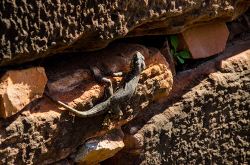 reptile on a rock