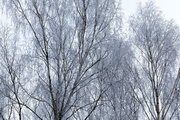 Fototapeta premium Snow ,in winter