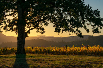 A soft evening sky sends a glow over layers of hills and into an Oregon vineyard, vines showing gold behind an iconic oak tree.