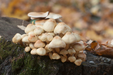 Pholiota alnicola mushrooms