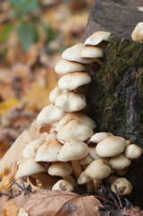 Pholiota alnicola mushrooms