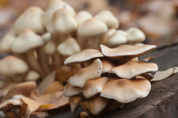 Pholiota alnicola mushrooms