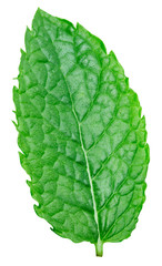 Obraz premium mint leaves isolated