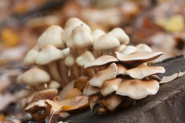 Pholiota alnicola mushrooms