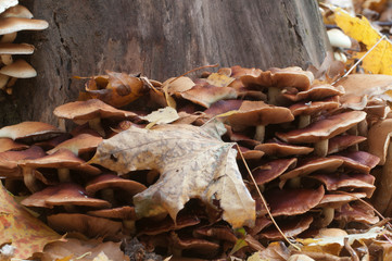 Pholiota alnicola mushrooms